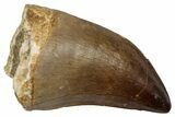 Fossil Prognathodontid Mosasaur Tooth - Morocco #345129-1